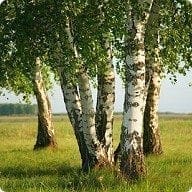 birch